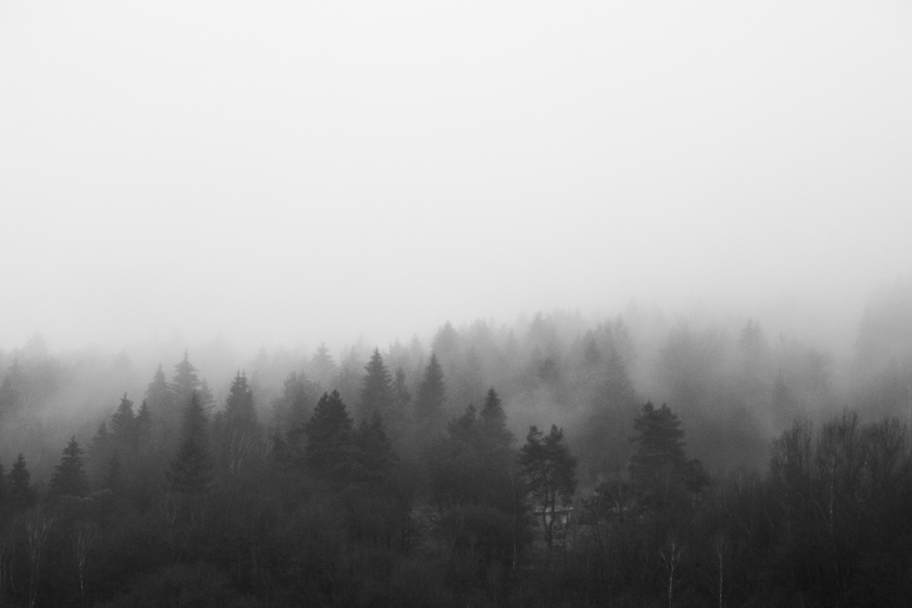 black-and-white-morning-foggy-forest-picjumbo-com